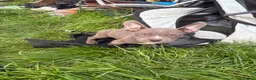 American Bully dogs for sale: Micro pocket bully pup READY! FULLY VACCINATED  - Advert 7