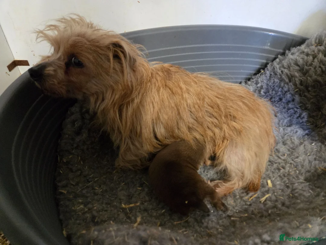 Norfolk Terrier dogs for sale: Norfolk terrier pups - Advert 2