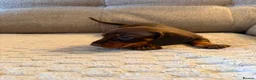 Miniature Dachshund dogs for sale: Male Miniature Dachshunds for sale in Wednesbury - Advert 7