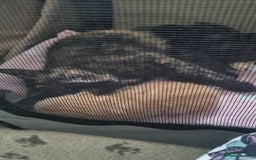 Domestic Shorthair cats for sale: Beautiful mix of kittens  - Image 4