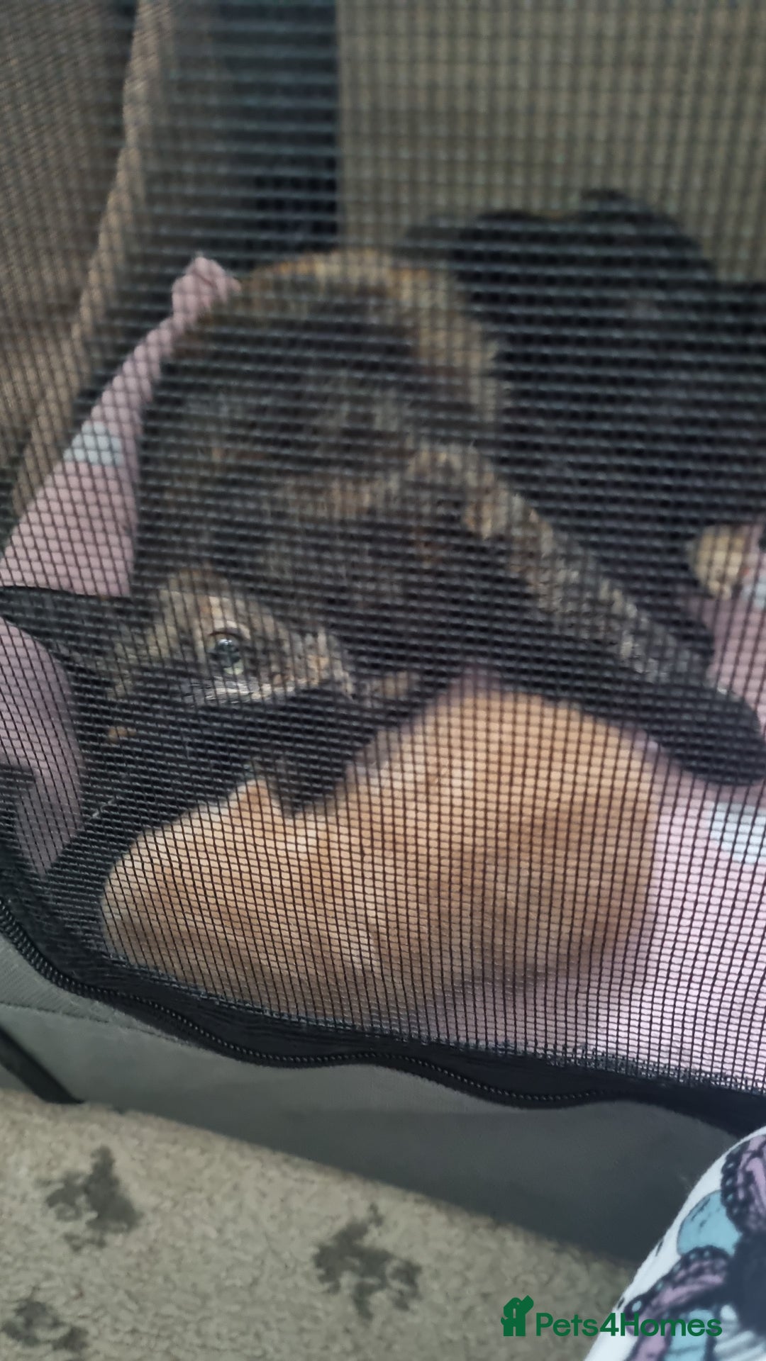 Domestic Shorthair cats for sale: Beautiful mix of kittens  - Image 4