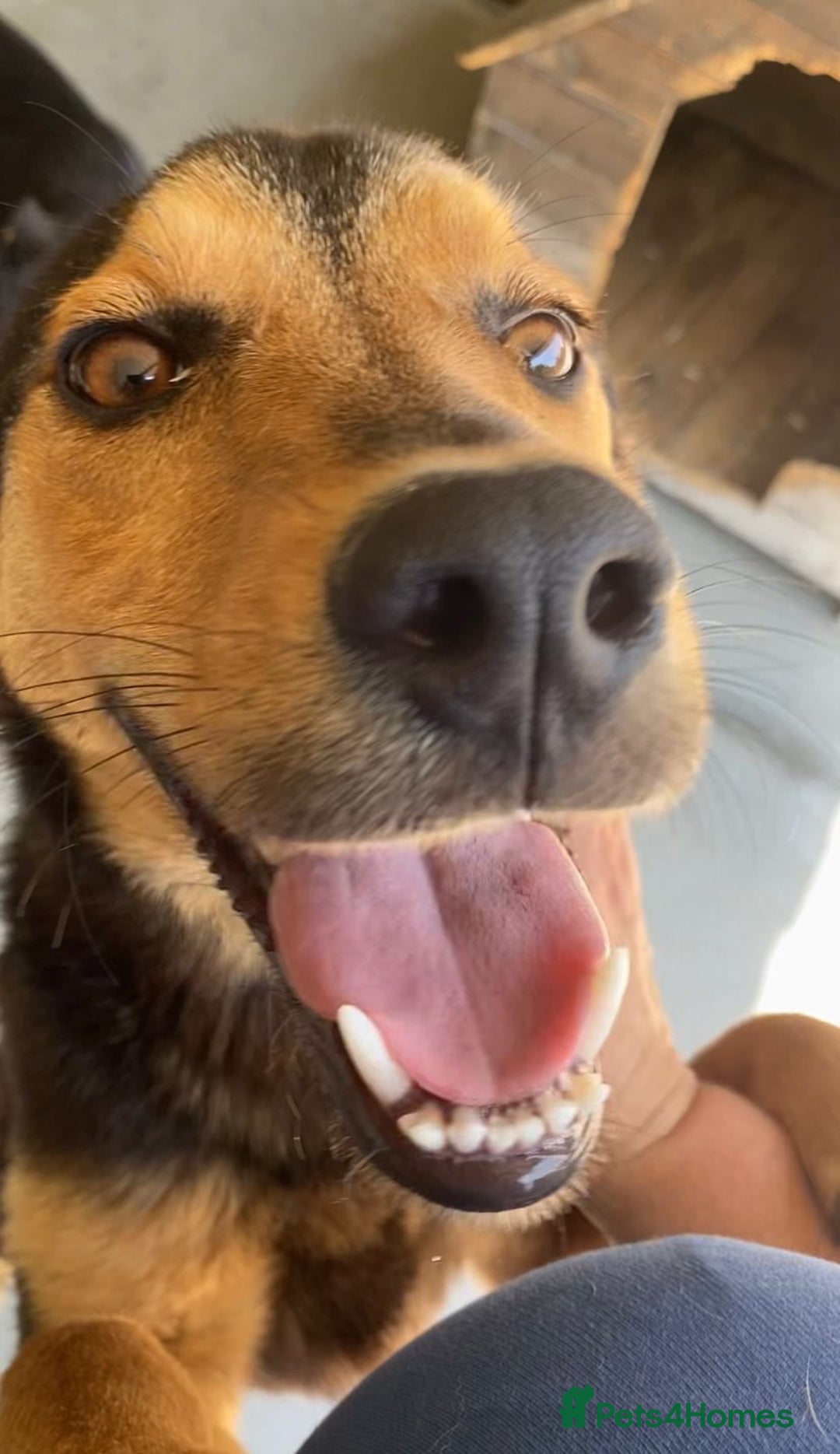 Mixed Breed dogs for adoption: Murphy, 1-2 yrs old. Available for adoption. - Advert 7