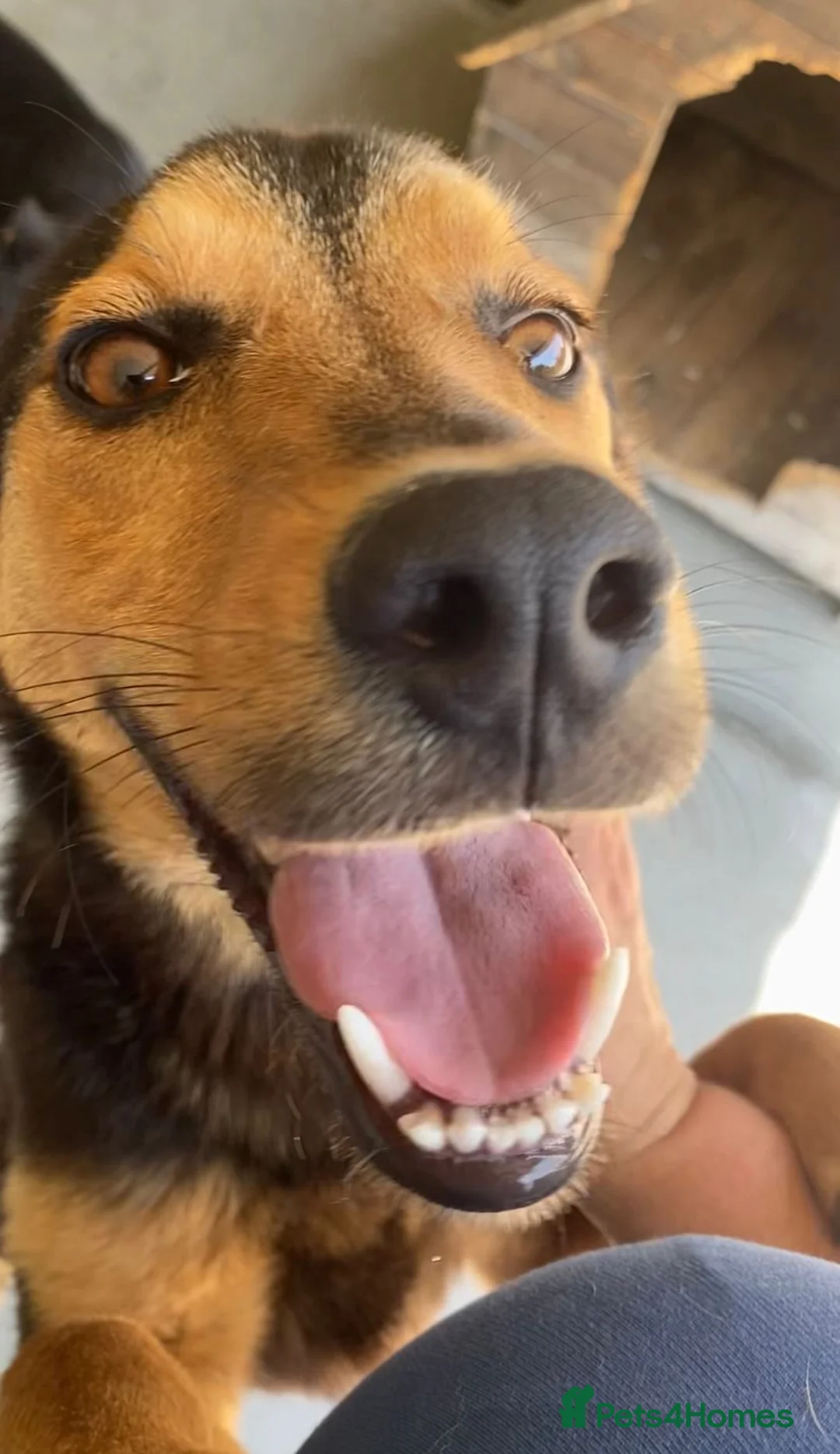 Mixed Breed dogs for adoption: Murphy, 1-2 yrs old. Available for adoption. - Advert 7