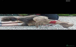 Bedlington Terrier dogs for stud: Bedlington for stud  in Chesterfield - Image 9