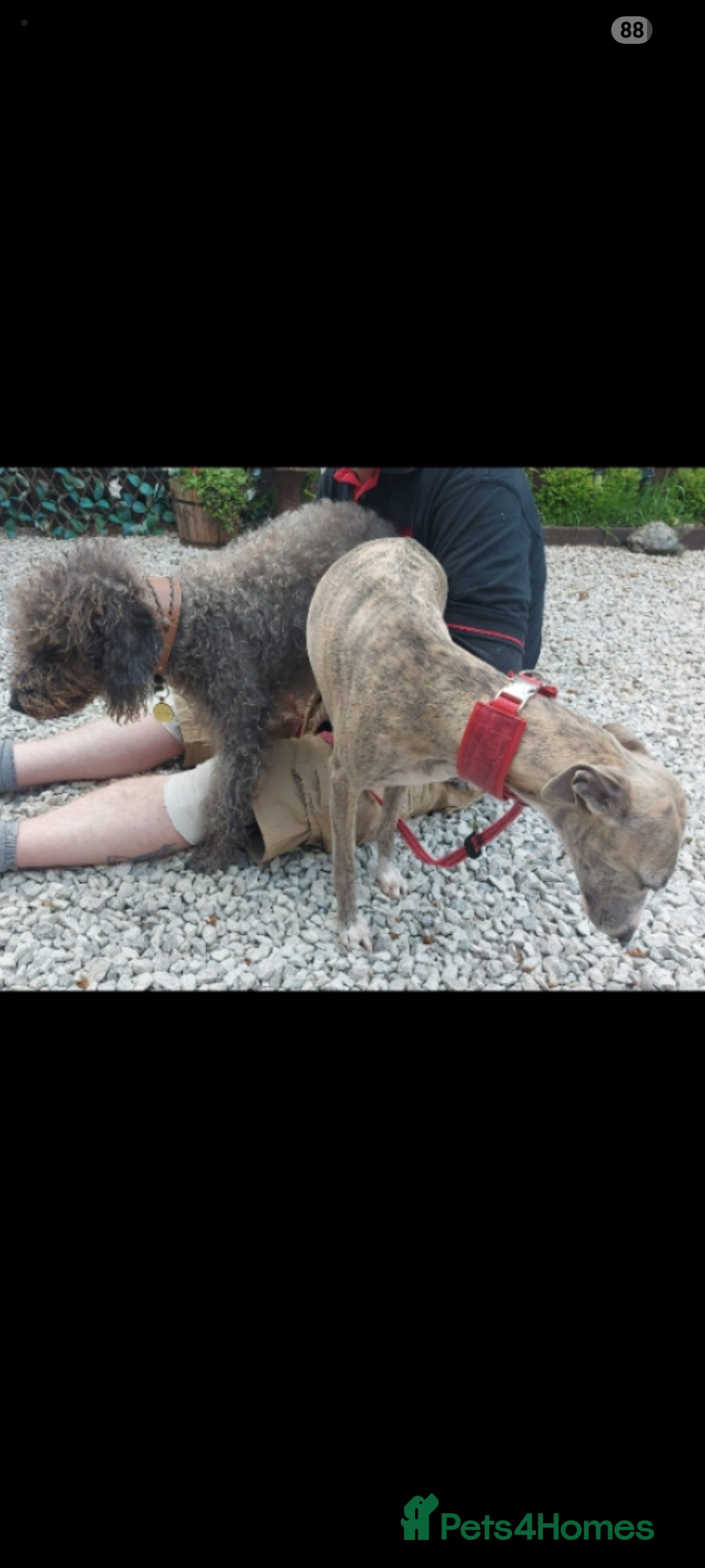 Bedlington Terrier dogs for stud: Bedlington for stud  in Chesterfield - Image 9