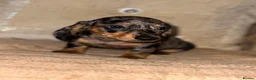Miniature Dachshund dogs for sale: Miniature dashaund puppy’s ready now  - Advert 2