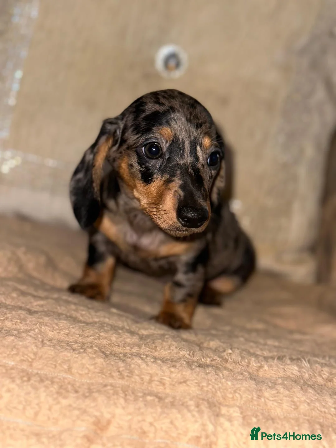 Miniature Dachshund dogs for sale: Miniature dashaund puppy’s ready now  - Advert 2