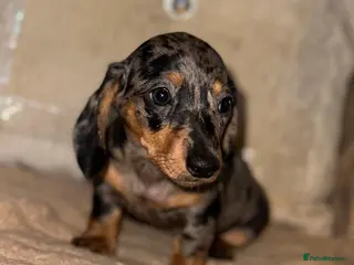 Miniature Dachshund dogs Miniature dashaund puppy’s ready now - Advert 6