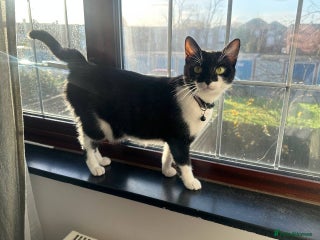 Mixed Breed cats Kittens for sale - Advert 1