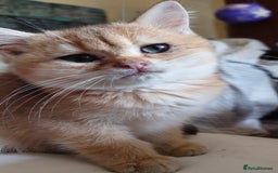 British Shorthair cats for sale: British Short Hair BSH kittens - Image 1