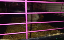 Tan rabbits for sale: 2 Female guinea pigs - Image 4