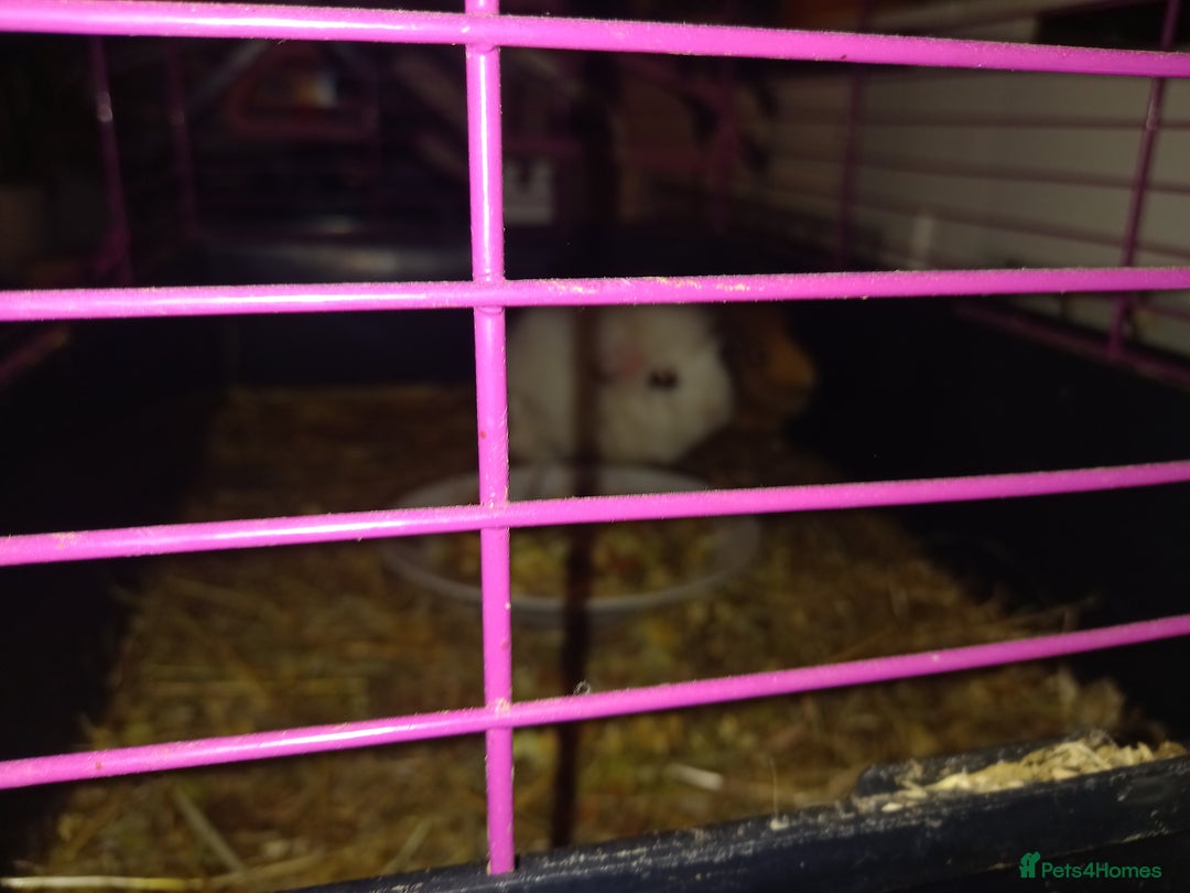 Tan rabbits for sale: 2 Female guinea pigs - Image 4