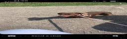 Miniature Dachshund dogs for sale: Miniature dachshund puppies for sale - Advert 10