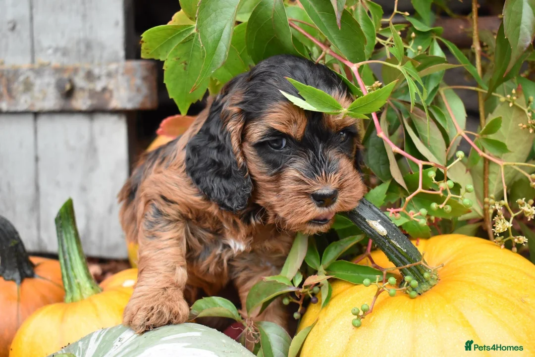 F2 Smooth Coated Cockapoos! - Ready Now! for sale in Bakewell | Pets4Homes