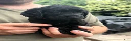 Cocker Spaniel dogs for sale: Working Cocker Spaniel puppies for sale  - Advert 9