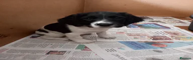 English Springer Spaniel 3