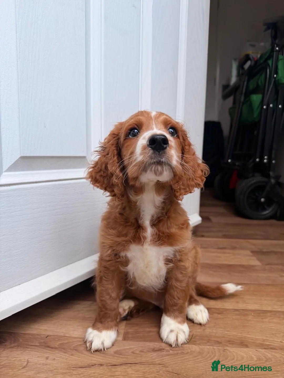 Cavapoo dogs for sale: Cavapoo Puppy - Advert 2