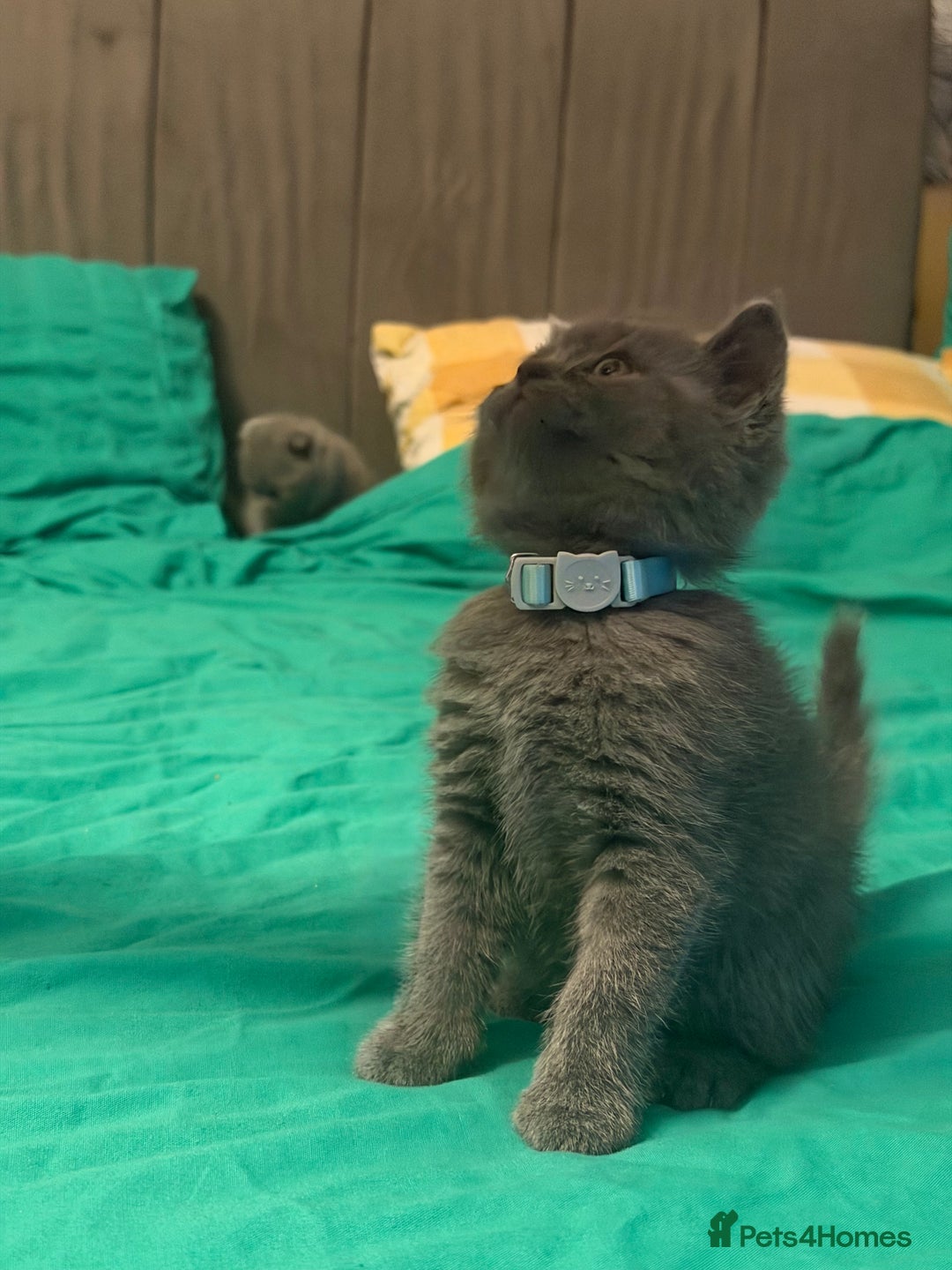 Scottish Fold cats for sale: Scottish fold kittens - Advert 33