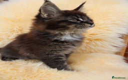 Maine Coon cats for sale: Maine Coon Kittens from Health Tested Parents. - Image 7