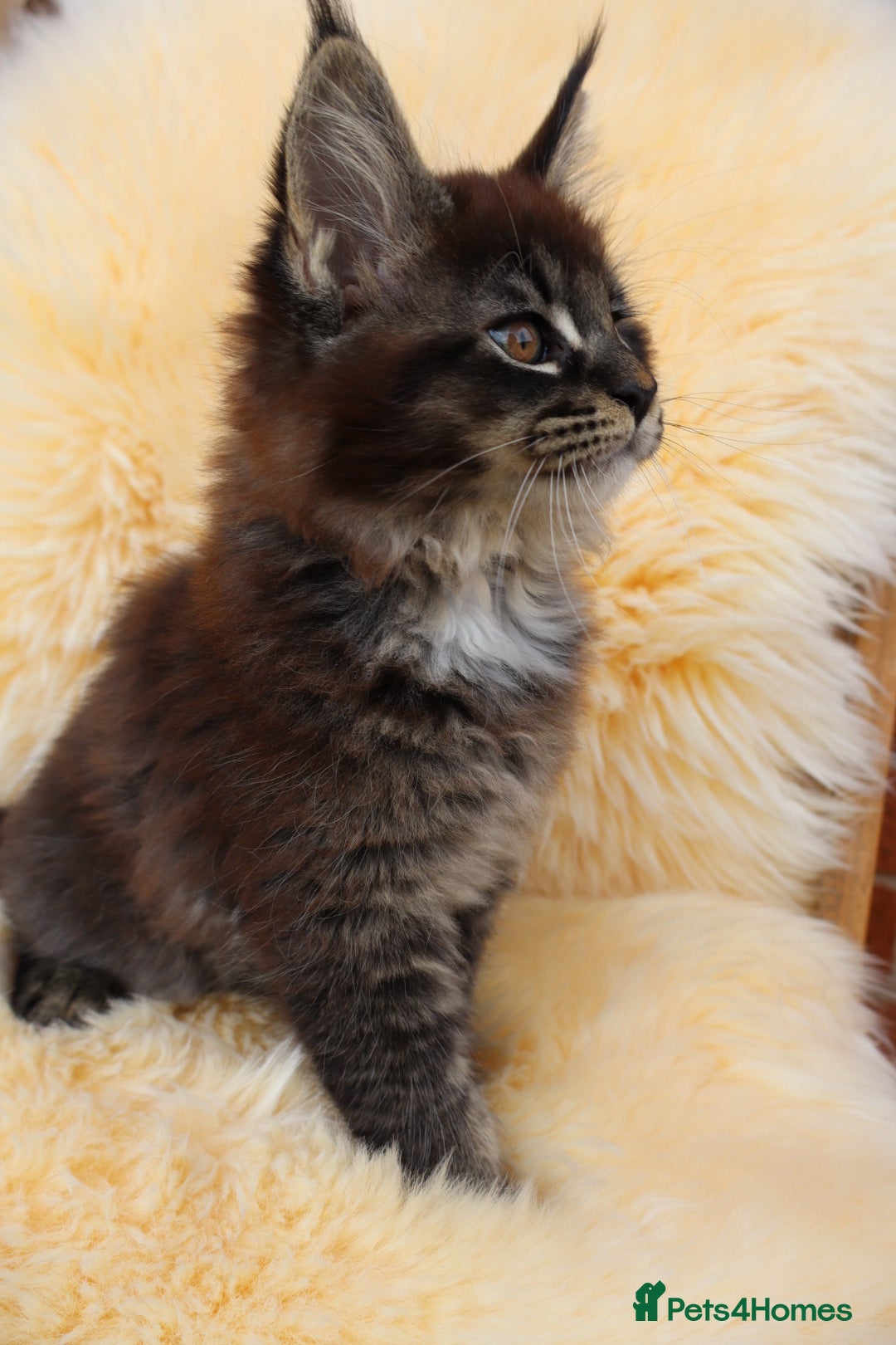 Maine Coon cats for sale: Maine Coon Kittens from Health Tested Parents. - Image 7