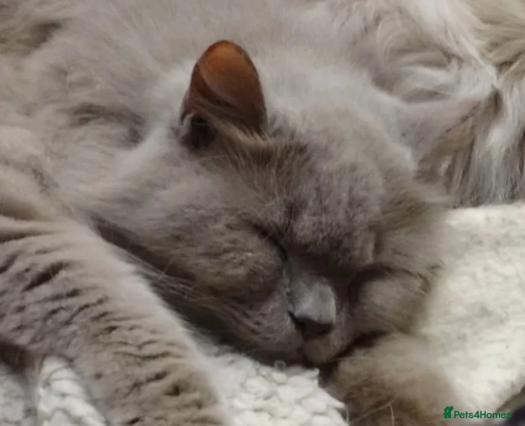 British Longhair cats for sale: British Longhair Boy Neutered - Advert 7