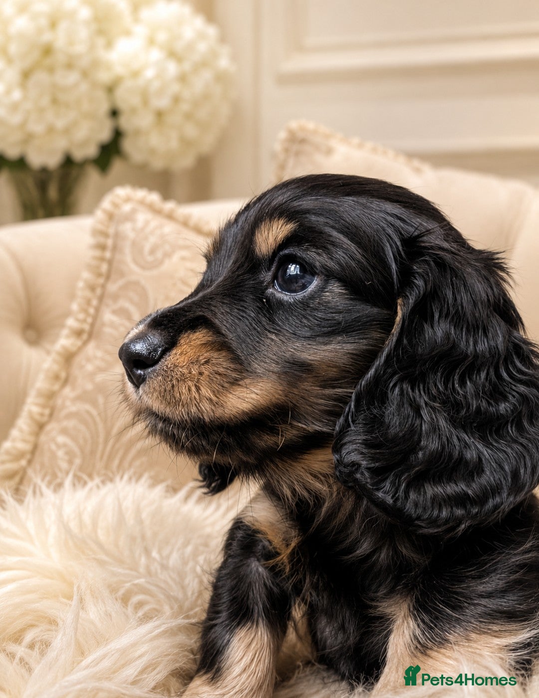 Miniature Dachshund dogs Last little fella stunning LH  - Advert 10