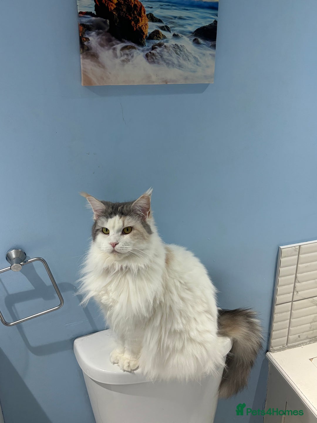 Mixed Breed cats for sale: Kittens Mainecoon cross 4 male 1 female 😻🐈 - Advert 4