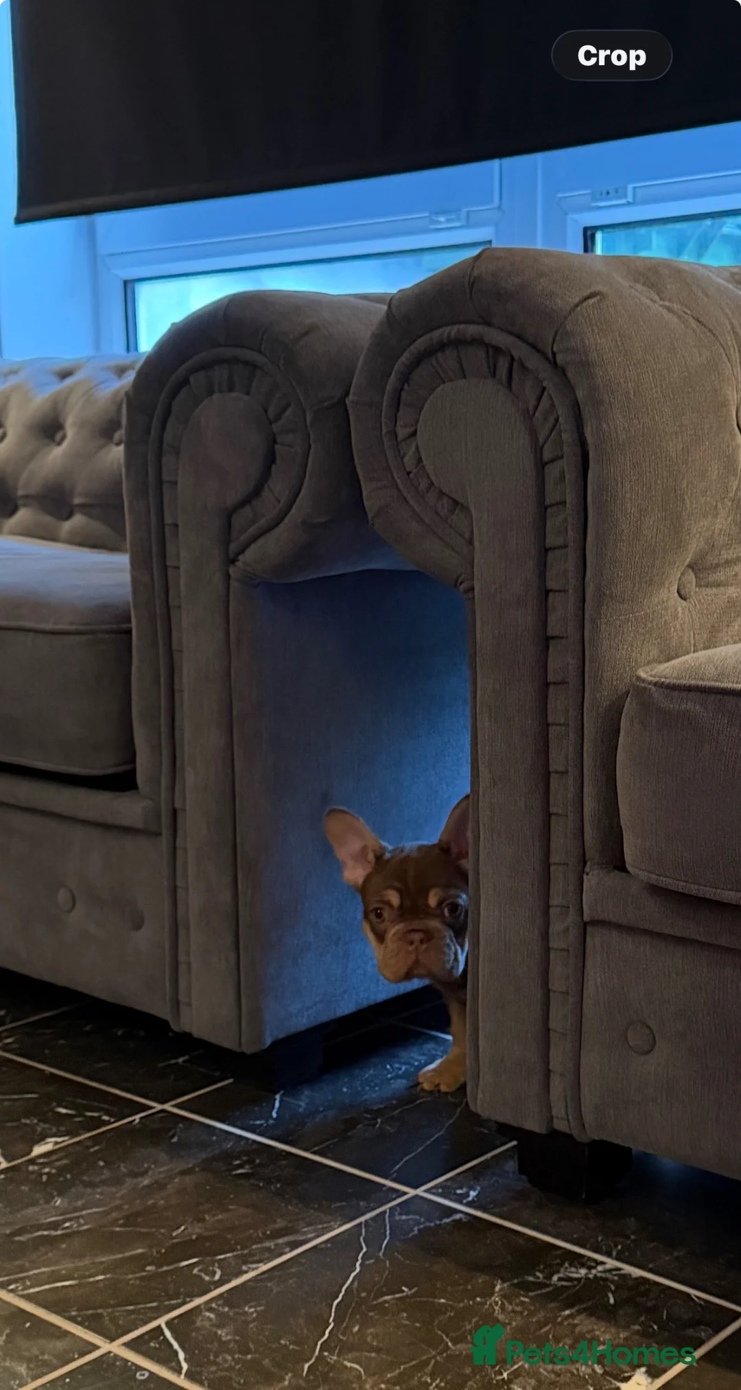 French Bulldog dogs for sale: French bulldog puppy  - Advert 2