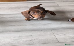 Miniature Dachshund dogs for sale: Female pup available bow - Image 4