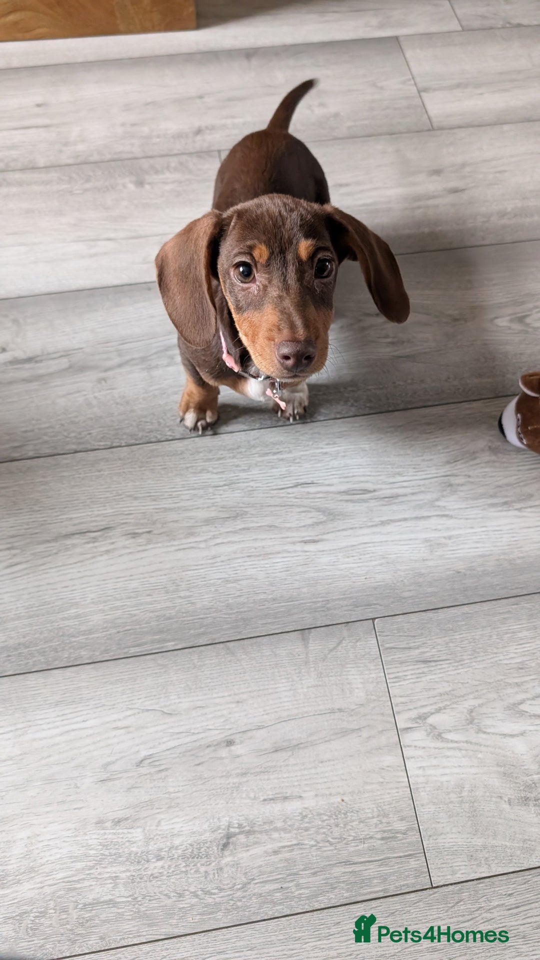 Miniature Dachshund dogs for sale: Female pup available bow - Image 4