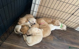Labrador Retriever dogs for sale: Pedigree labradors  - Image 9