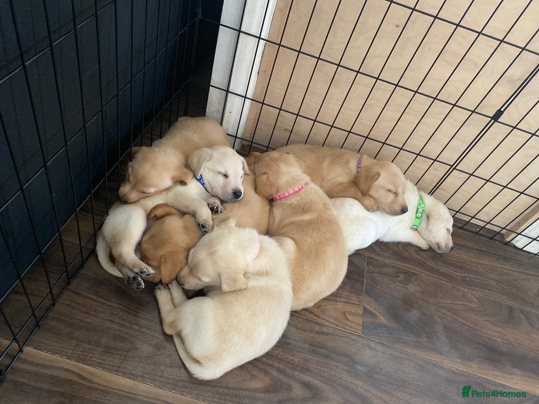 Labrador Retriever dogs for sale: Pedigree labradors  - Image 9