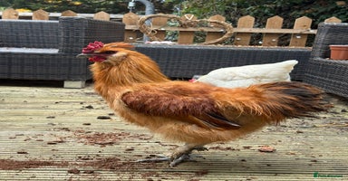 Chickens poultry 3 silkies mixed cockerels for free to a good home  - Advert 1