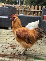 Chickens poultry 3 silkies mixed cockerels for free to a good home - Advert 1