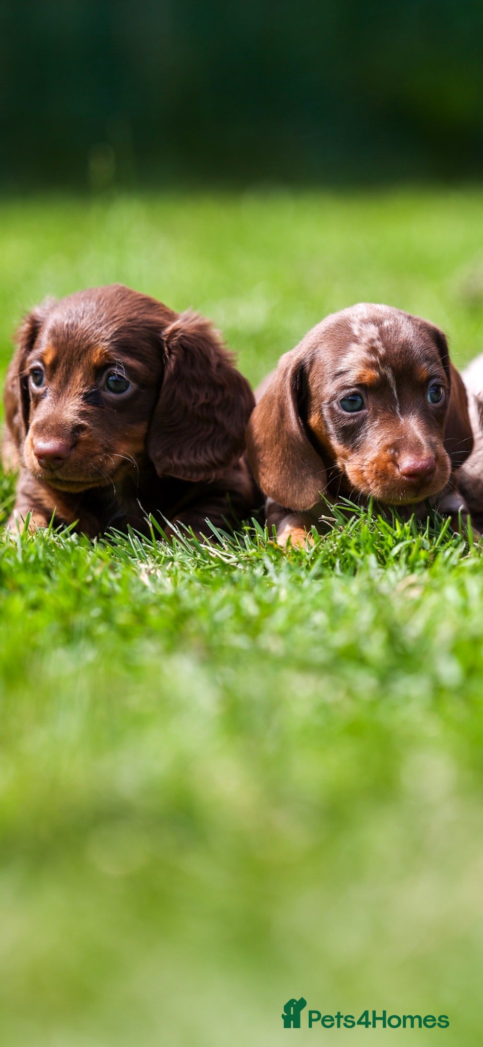 Miniature Dachshund dogs Miniature dachshunds 💖 boys  - Advert 5