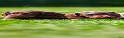 Miniature Dachshund dogs for sale: Miniature dachshunds 💖 boys  - Advert 4