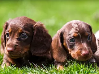 Miniature Dachshund dogs Miniature dachshunds 💖 boys - Advert 5