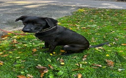 Mixed Breed dogs for sale: GSD x Lab  - Image 5
