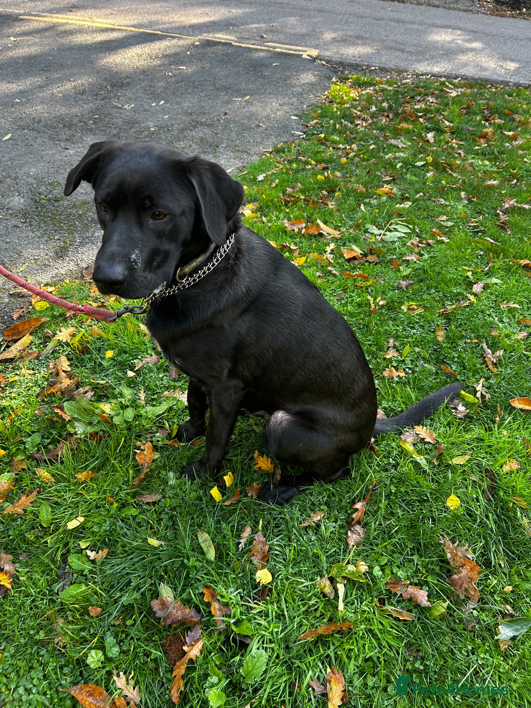 Mixed Breed dogs for sale: GSD x Lab  - Image 5