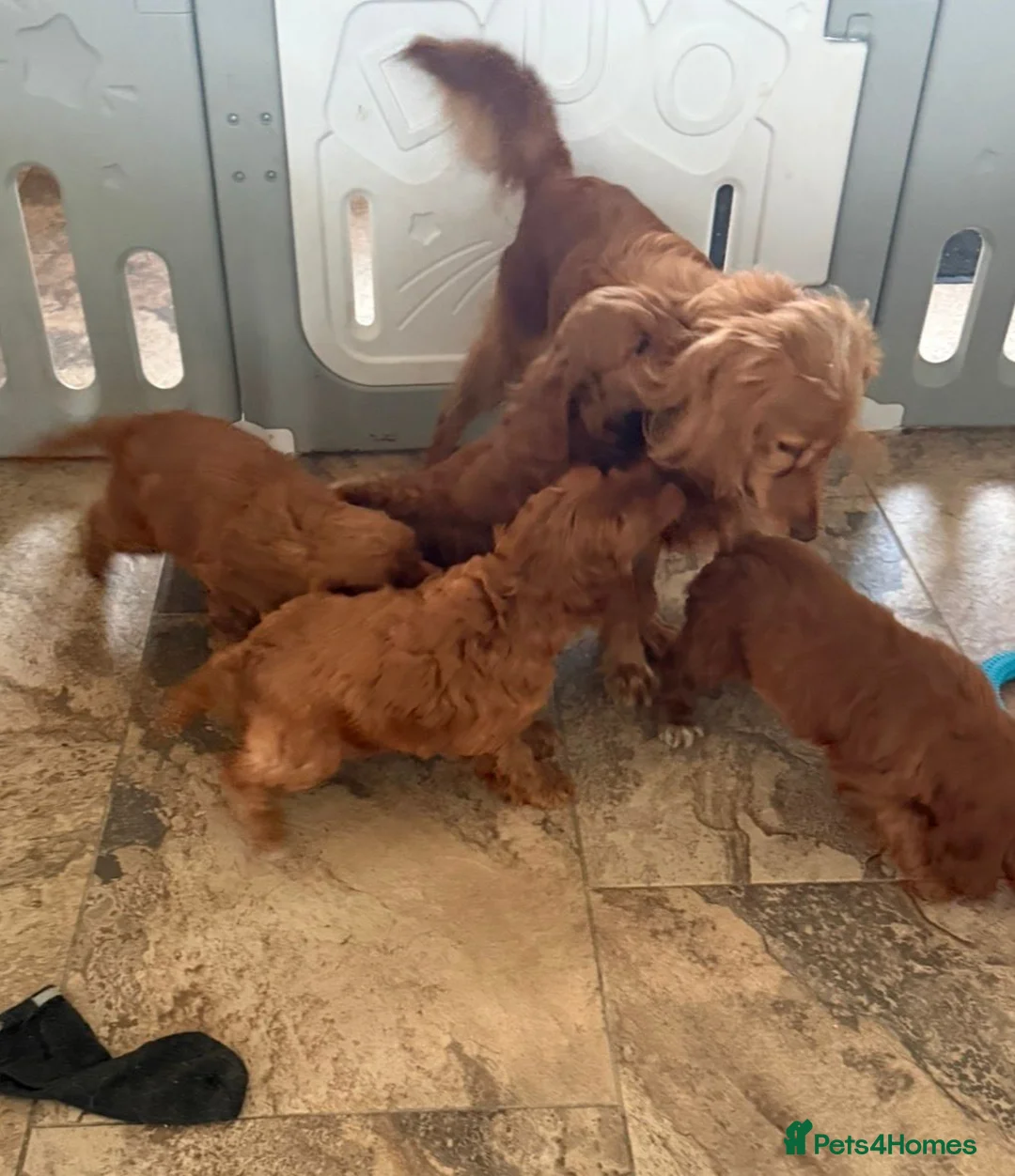 Cockapoo dogs for sale: Stunning Cockapoo Puppies - Advert 9