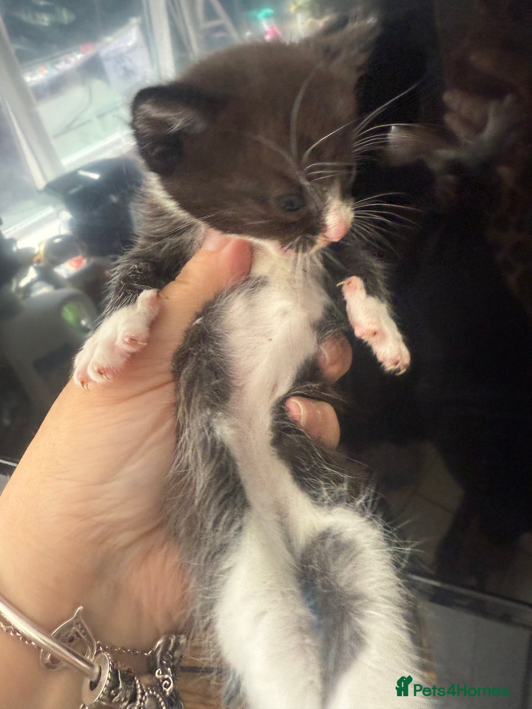 British Shorthair cats for sale: ** Cute 1 x boy and 1 x girl kitten available  - Image 2