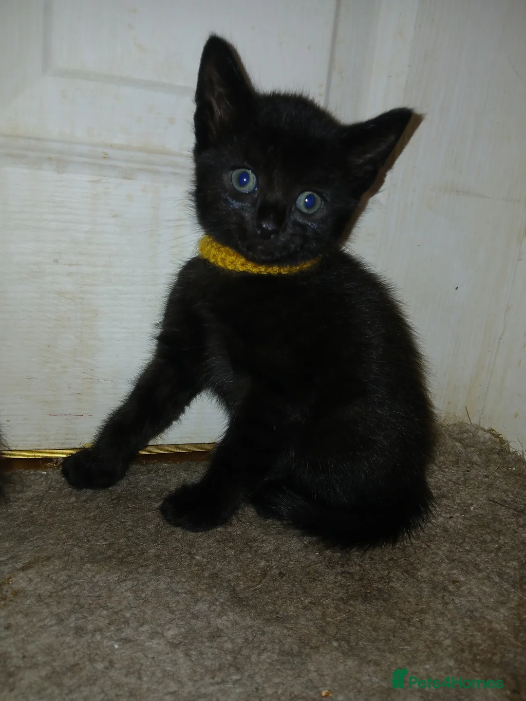 British Shorthair cats for sale: Beautiful kittens looking for forever home ! - Advert 6