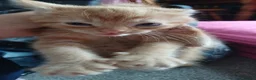 Domestic Shorthair cats for sale: For gorgeous male kittens - Advert 9