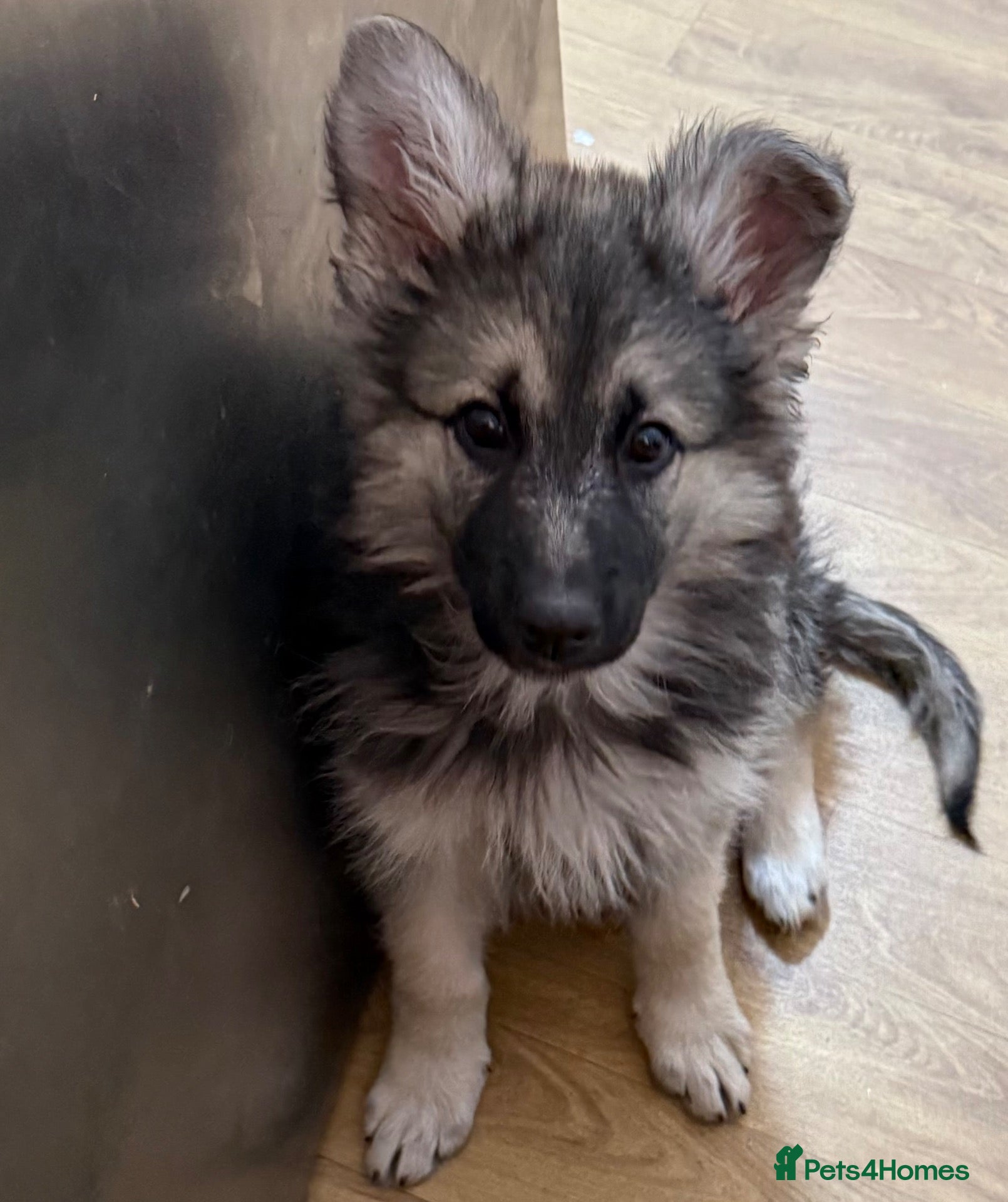 German Shepherd dogs  Last girl reduced kcreg long coat GSD pup  - Advert 1