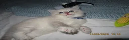 Siberian cats for sale: 🐾 Beautiful Siberian Kittens💙 - Advert 9