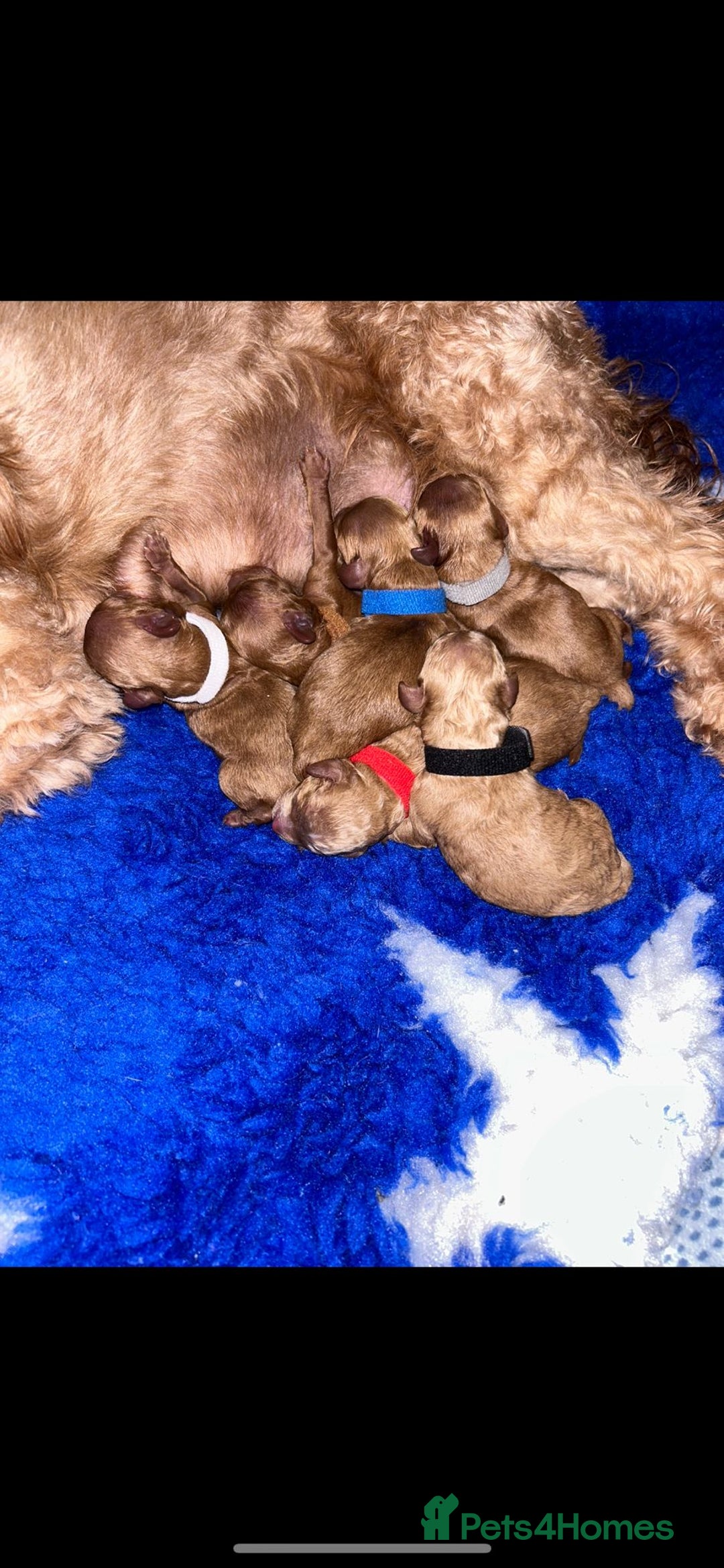 Cavapoo dogs for sale: Extensively health tested toy cavapoo puppies - Image 1