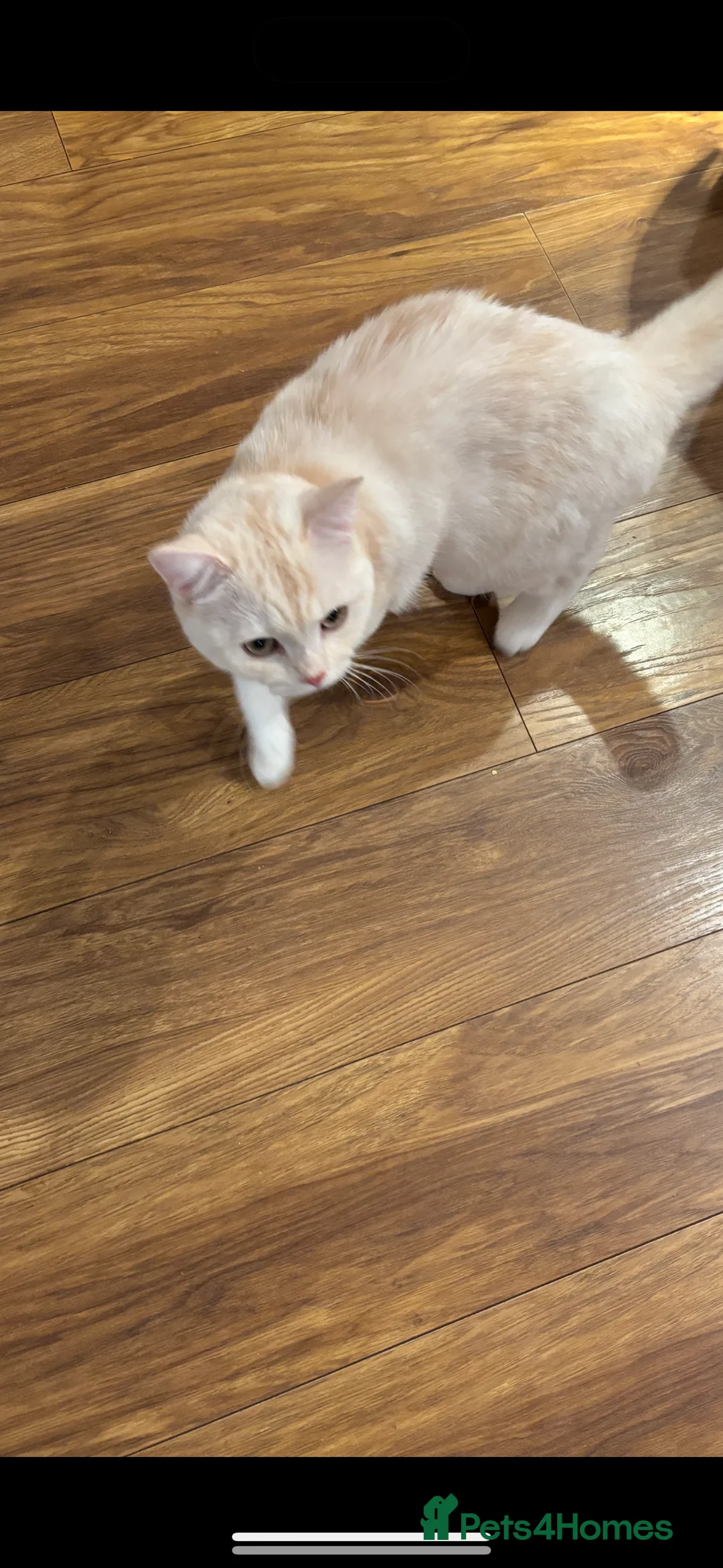 British Shorthair cats for sale: BRITISH SHORTHAIR MALE - Advert 8