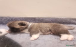 Akita dogs for sale: Akita puppies ready 7th December - Advert 2