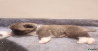 Akita dogs Akita puppies ready 7th December - Advert 14