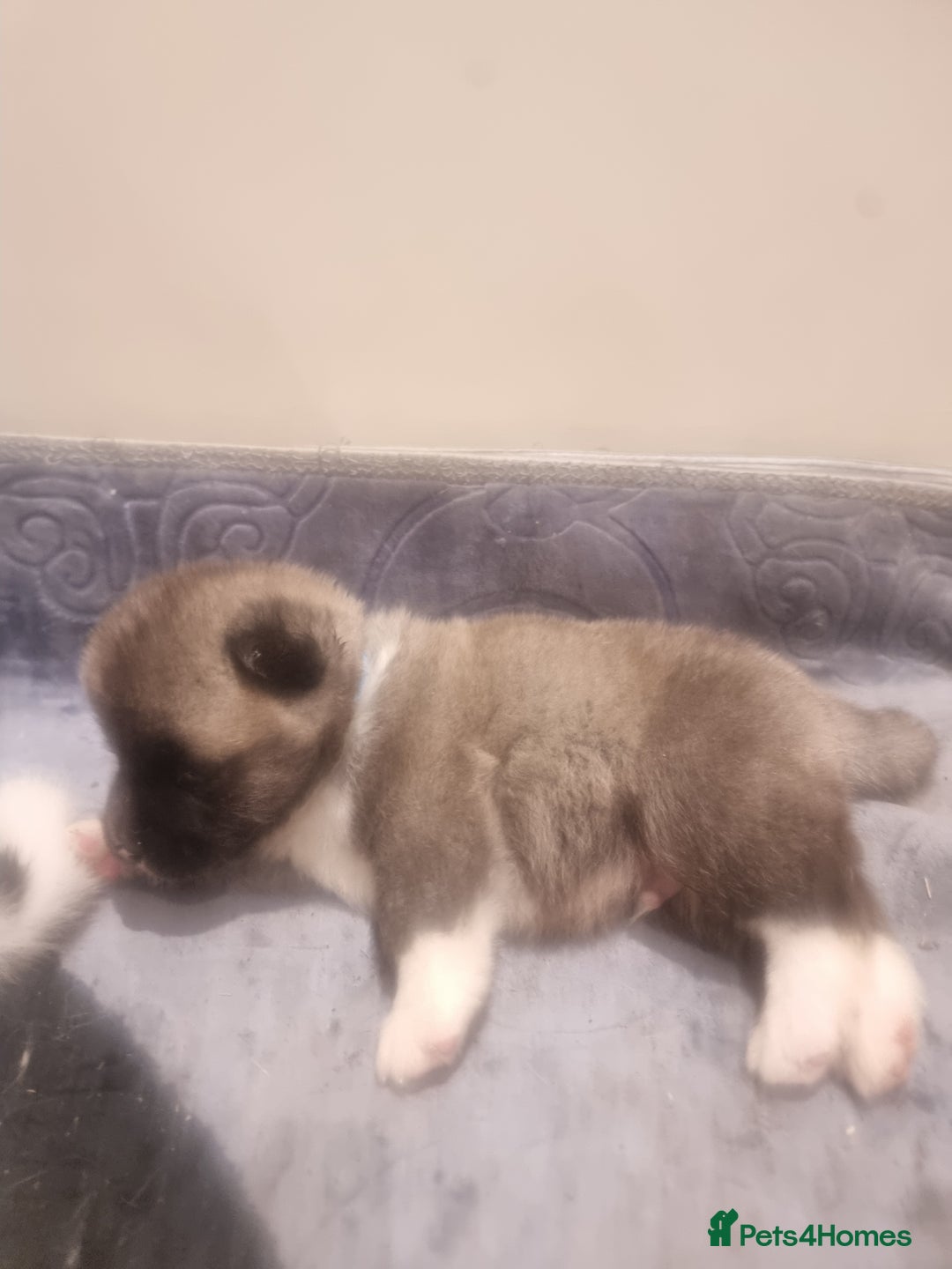 Akita dogs for sale: Akita puppies ready 7th December - Advert 2